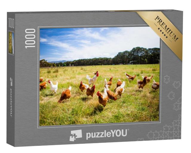 Puzzel 1000 stukjes „Een kudde kippen loopt vrij rond, Australië“