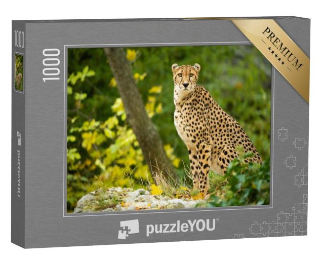 Puzzel 1000 stukjes „Close-up van een rustend jachtluipaard“