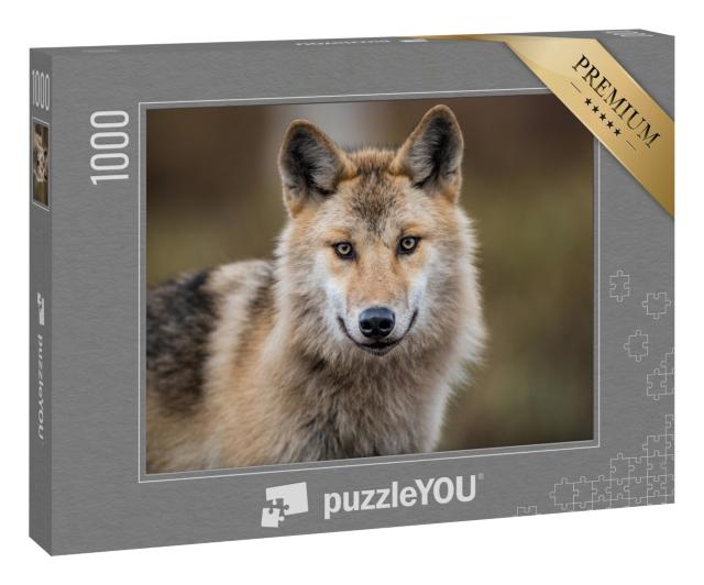 Puzzle 1000 Teile „Porträt eines grauen Wolfes, auch bekannt als Timberwolf“
