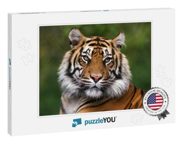 Tiger, Portrait of a Bengal Tiger... Jigsaw Puzzle