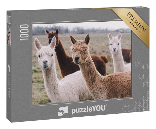 Puzzle 1000 Teile „Herde von Alpakas“