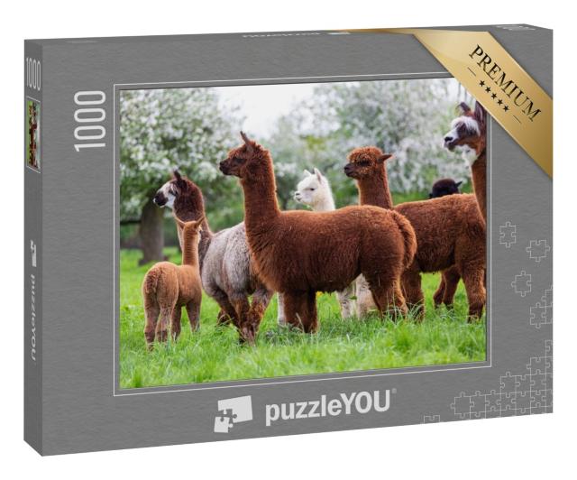 Puzzle 1000 Teile „Alpaka-Herde auf einer Frühlingswiese, südamerikanische Säugetiere“