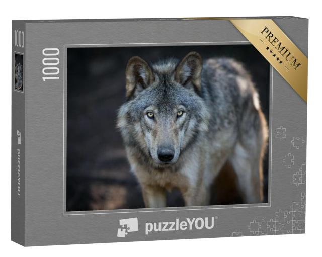 Puzzel 1000 stukjes „Close-up van een grijze wolf in de Canadese bossen“