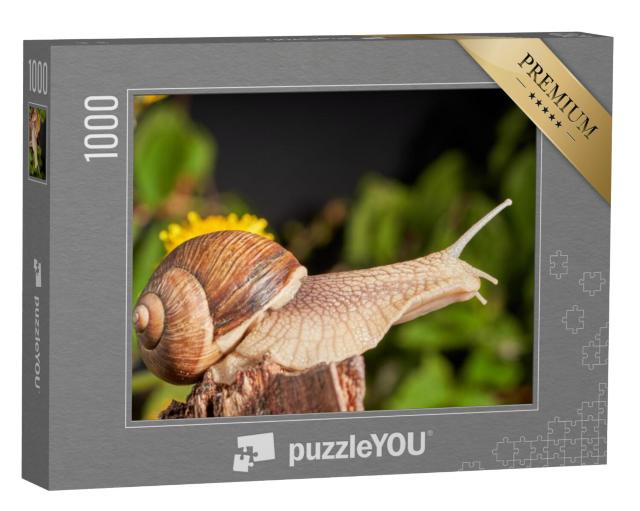 Puzzel 1000 stukjes „Close-up van een wijngaardslak of Bourgondische slak“