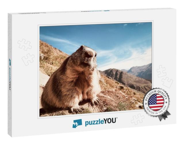 Marmot with Questioning Look... Jigsaw Puzzle