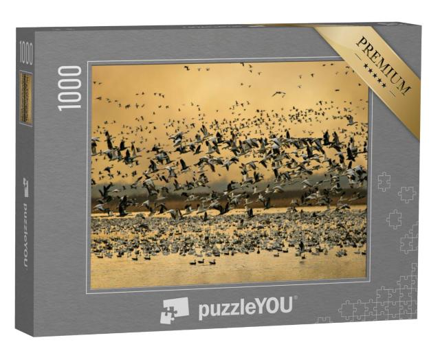 Puzzel 1000 stukjes „Sneeuwganzen in Loess Bluffs National Wildlife Refuge, Missouri, VS“