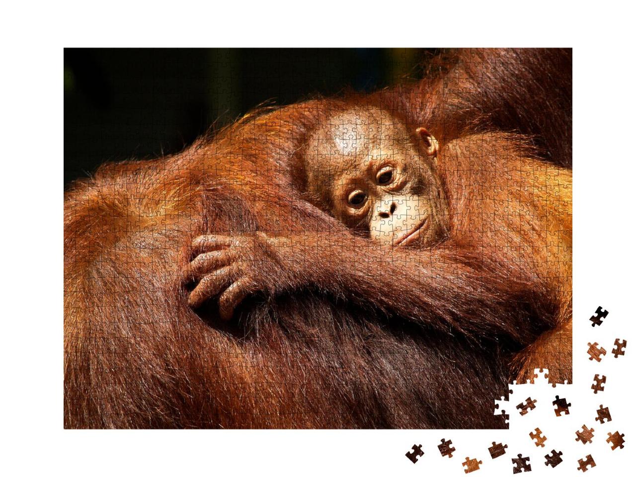 Puzzle 1000 Teile „Orang-Utan-Weibchen und ihr Baby im Regenwald“