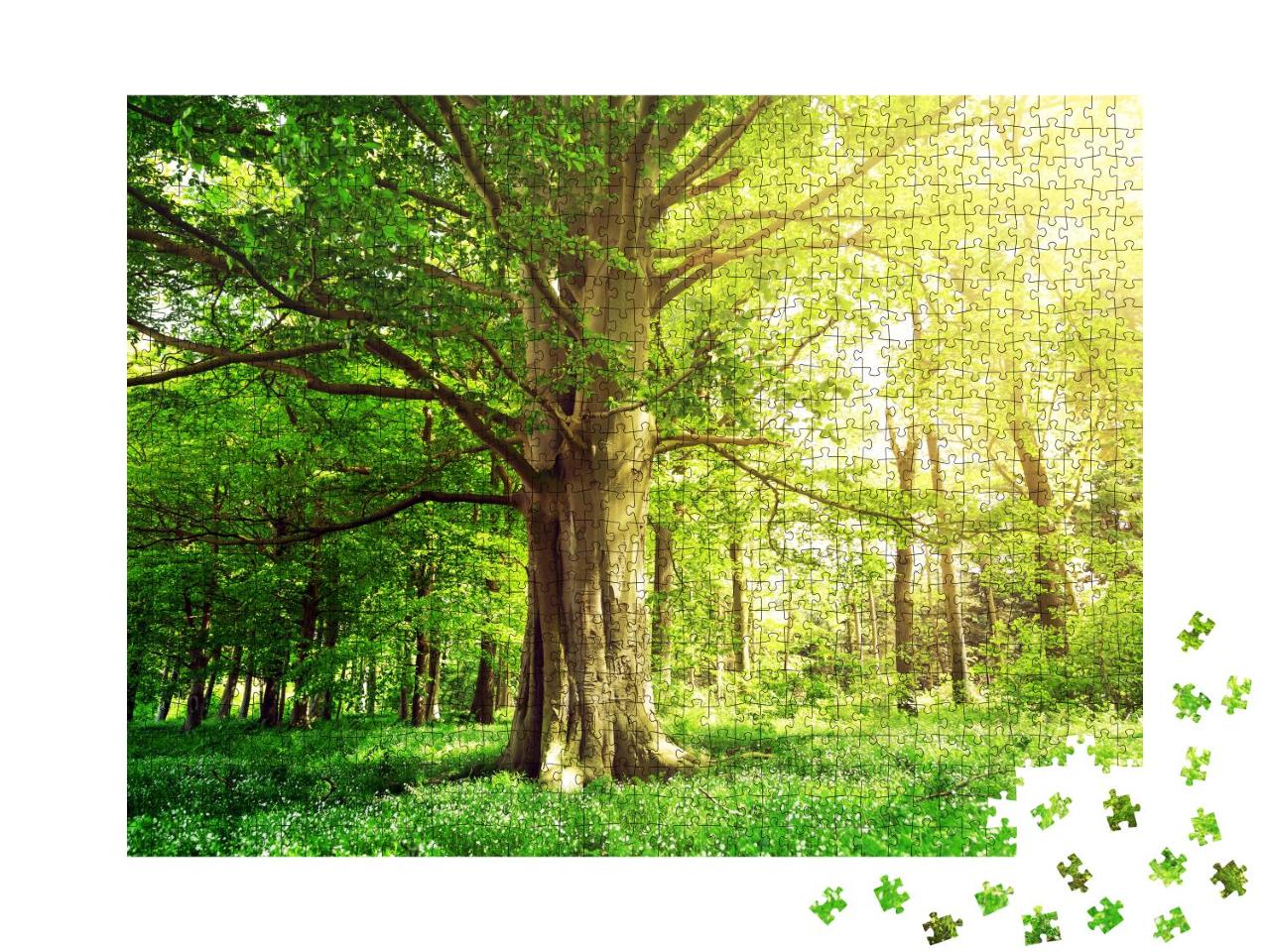 Puzzle 1000 Teile „Buchenwald mit einem alten Baum im Sonnenlicht“
