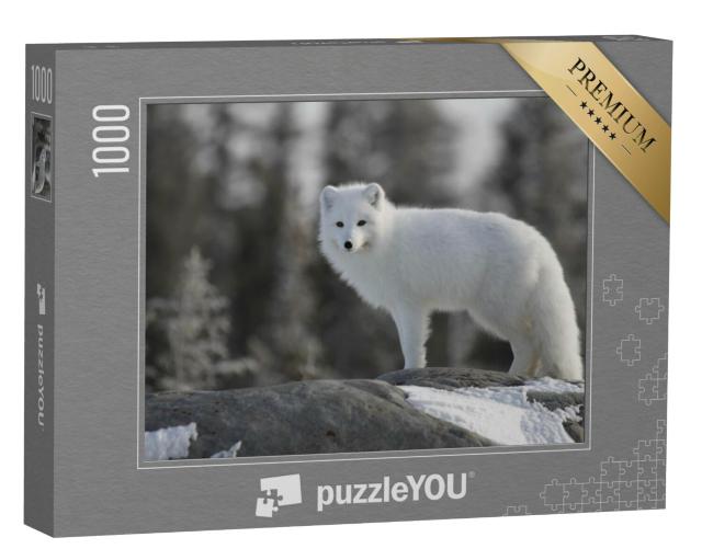 Puzzel 1000 stukjes „Poolvos in Canada“