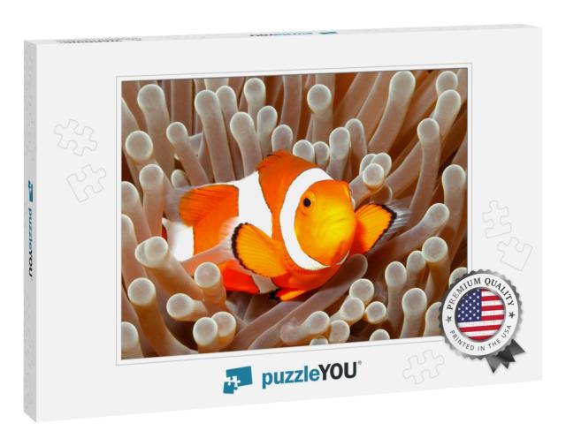 Clown Anemonefish, Amphiprion Percula, Swimming Among the... Jigsaw Puzzle