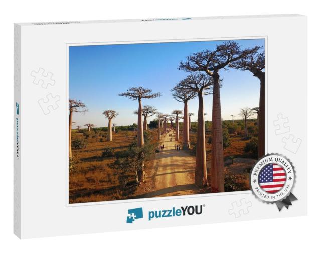 Madagascar's Baobabs, Aerial Views, Morondava Region, Bao... Jigsaw Puzzle