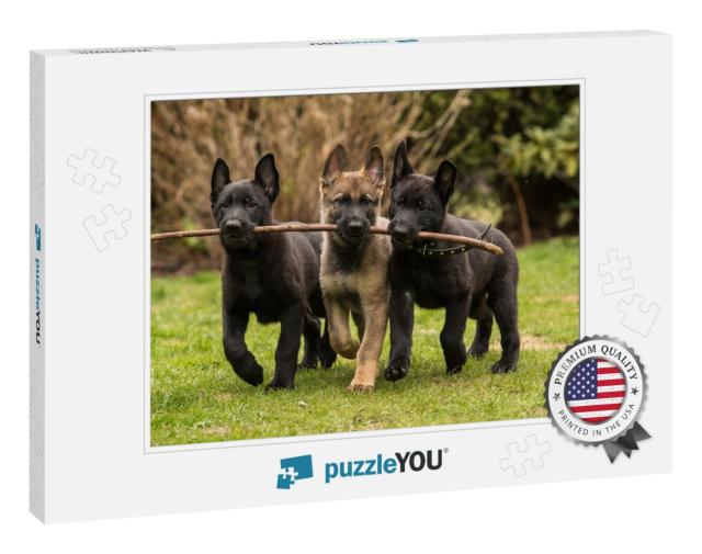 Three Working Line German Shepherd Puppies Brings One Sti... Jigsaw Puzzle