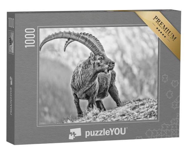 Puzzel 1000 stukjes „Portret van de alpensteenbok“