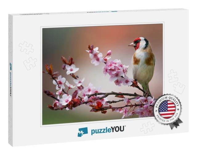 Goldfinch, Carduelis Carduelis, Single Bird on Blossom... Jigsaw Puzzle