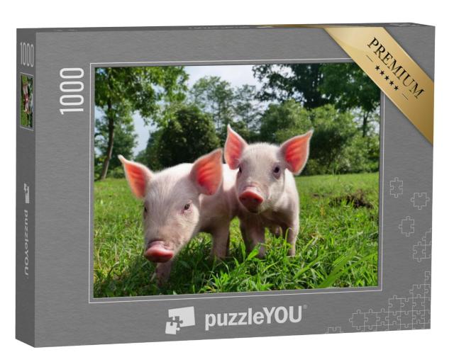 Puzzel 1000 stukjes „Twee biggetjes op een groene weide“