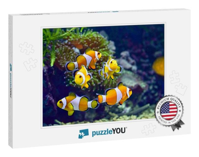 Clownfish or Better Known as Clown Fish Are Fish from the... Jigsaw Puzzle