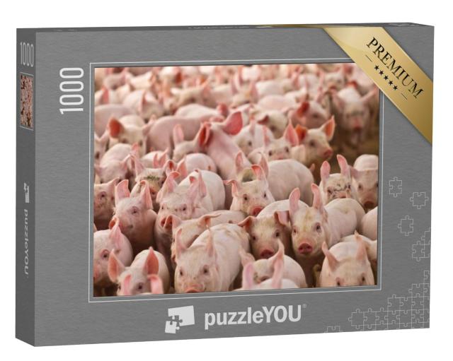 Puzzel 1000 stukjes „Veel kleine biggetjes“