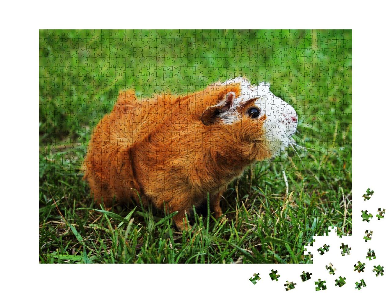 Puzzle 1000 Teile „Rotes Abessinier-Meerschweinchen auf grünem Gras“