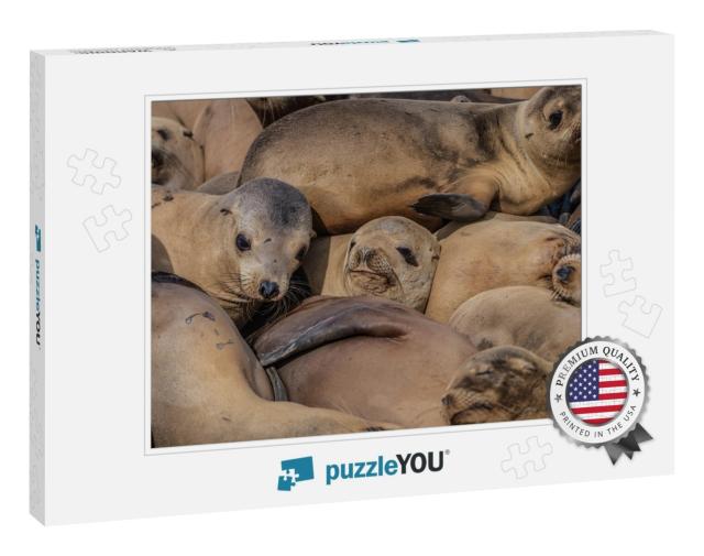 Seals Sleeping in a Pile At the La Jolla Cove in Californ... Jigsaw Puzzle