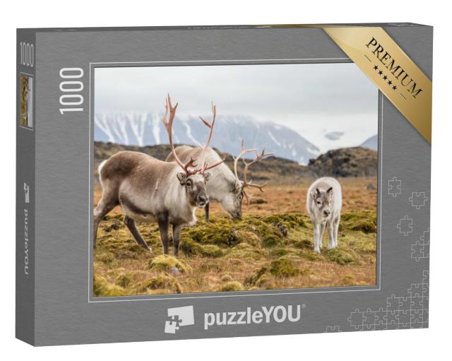 Puzzel 1000 stukjes „Rendierfamilie graast, Spitsbergen“