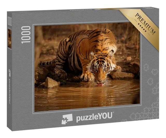 Puzzle 1000 Teile „Tiger in der Natur: Tigermännchen trinkt Wasser in Rajasthan, Indien“