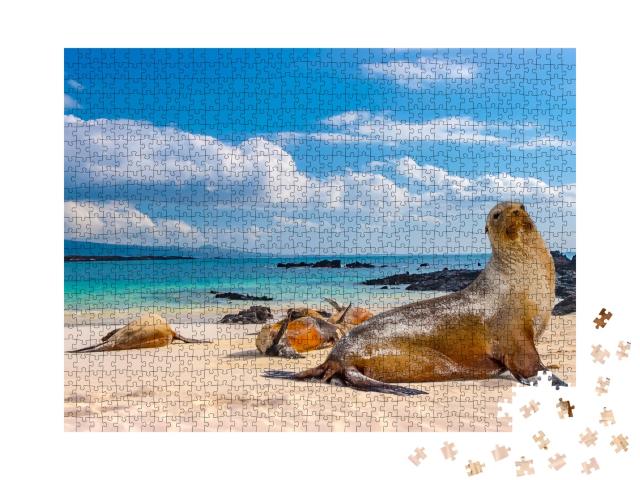 Puzzle 1000 Teile „Robben am Strand der Galapagos-Inseln, Ecuador“