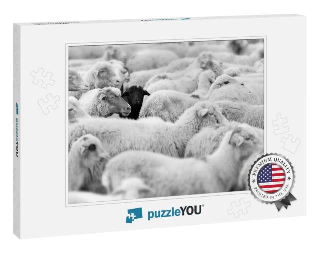 One Black Sheep in the Herd of Whites... Jigsaw Puzzle
