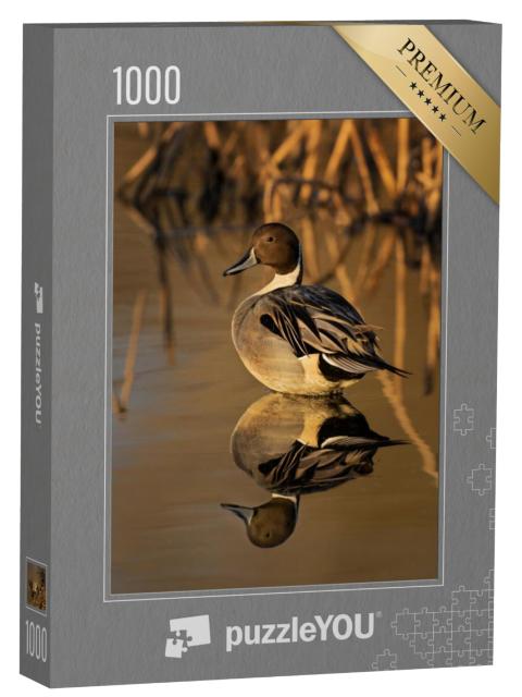 Puzzel 1000 stukjes „Staarteend in gouden licht met riet op de achtergrond“