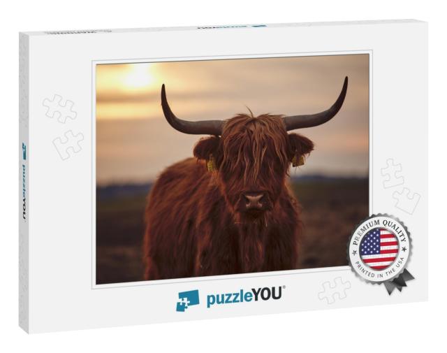 Young Scottish Highland Beef Cattle Closeup... Jigsaw Puzzle