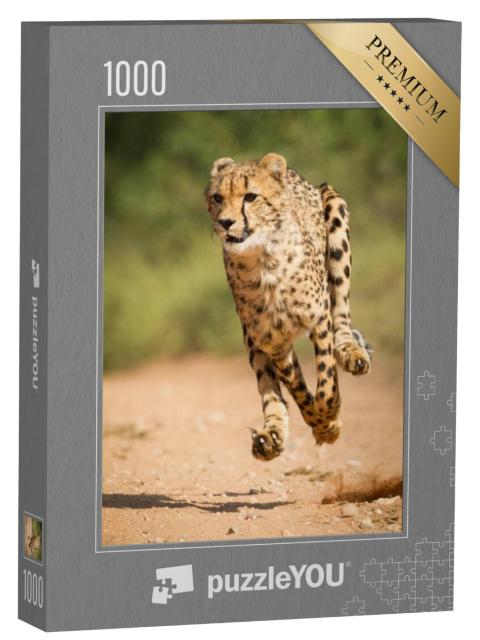 Puzzel 1000 stukjes „Gierzwaluw jachtluipaard, Krugerpark, Zuid-Afrika“