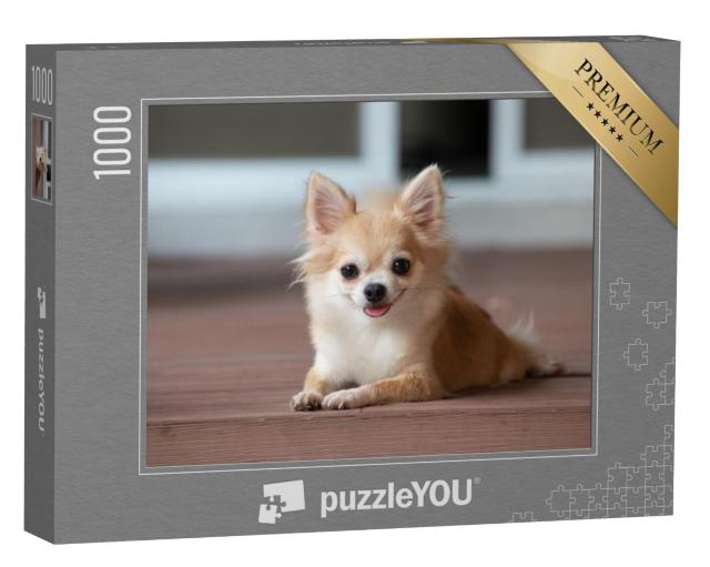 Puzzel 1000 stukjes „Een chihuahua zit op de vloer“