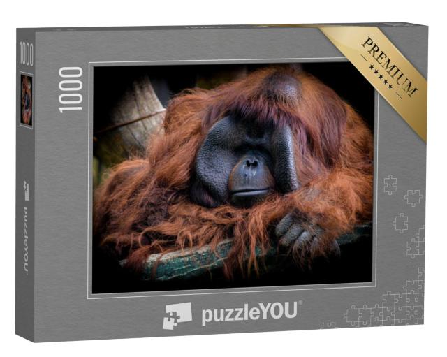 Puzzel 1000 stukjes „De mannelijke Borneose orang-oetan, Pongo pygmaeus“