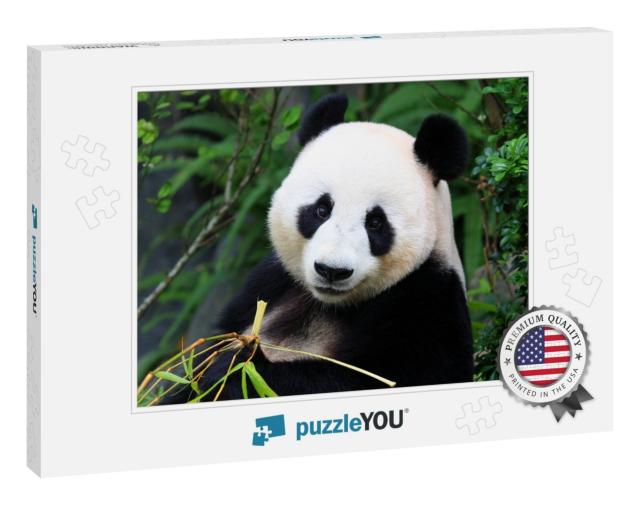 Panda Bear Eating Bamboo Shoot... Jigsaw Puzzle