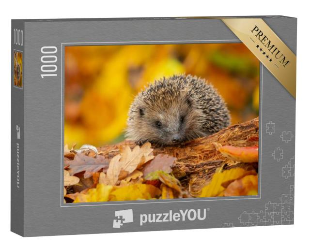 Puzzel 1000 stukjes „Een schattige egel in de herfstbladeren“