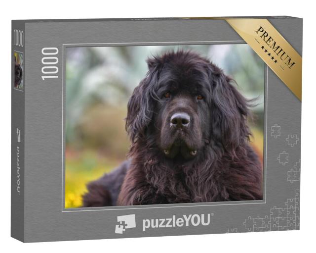 Puzzel 1000 stukjes „Close-up van een reusachtige Newfoundlander“