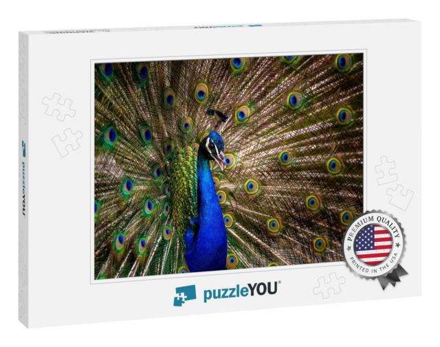 Peacock Tail. Elegant Colorful Peacock Portrait... Jigsaw Puzzle
