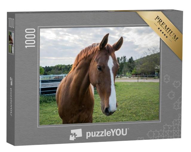 Puzzel 1000 stukjes „Close-up van een bruin paard met witte bleekheid“