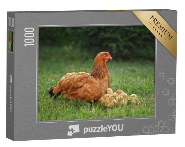 Puzzel 1000 stukjes „Moeder kip met haar kuikens op een groene weide“