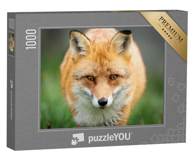 Puzzel 1000 stukjes „Rode vos op jacht“