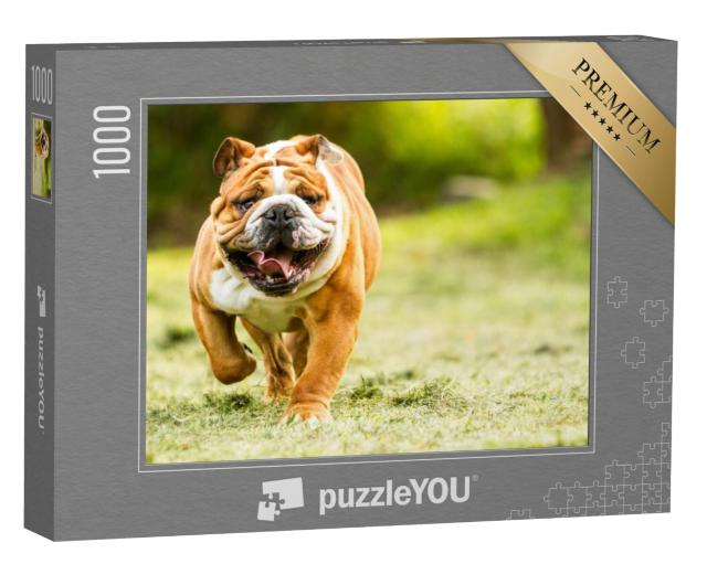 Puzzel 1000 stukjes „Bulldog op een weiland“