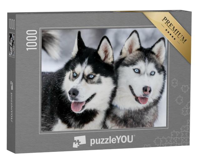 Puzzel 1000 stukjes „Siberische husky's met staalblauwe ogen“