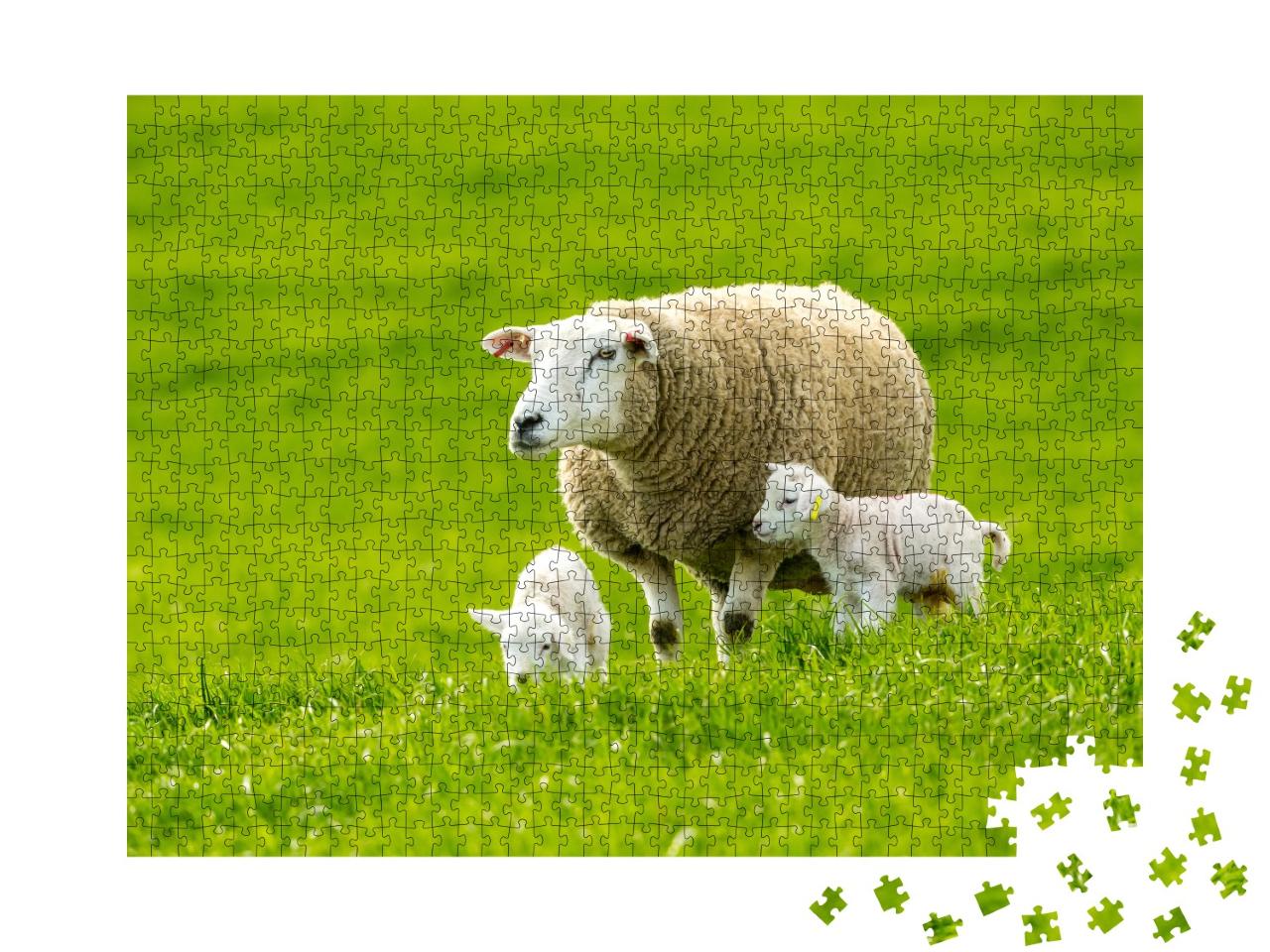 Puzzle 1000 Teile „Schaf mit neugeborenen Zwillingslämmern auf einer saftigen grünen Wiese im Frühling“
