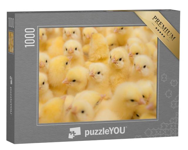 Puzzel 1000 stukjes „Pasgeboren kuikens“