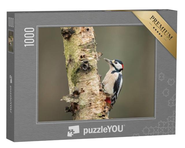 Puzzel 1000 stukjes „Grote bonte specht op zoek naar voedsel op een berkenboom“