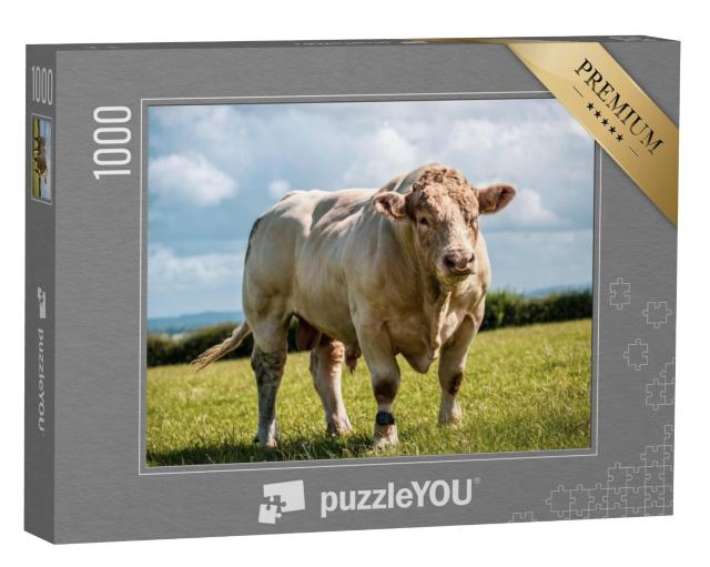 Puzzel 1000 stukjes „Charolais stier laat zijn spieren zien in het veld“