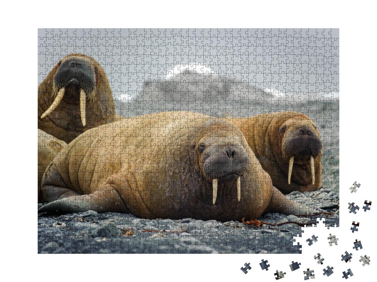 Puzzle 1000 Teile „Walrosse liegen an einem Strand in der Arktis, auf Franz Josef Land, Wildtiere“