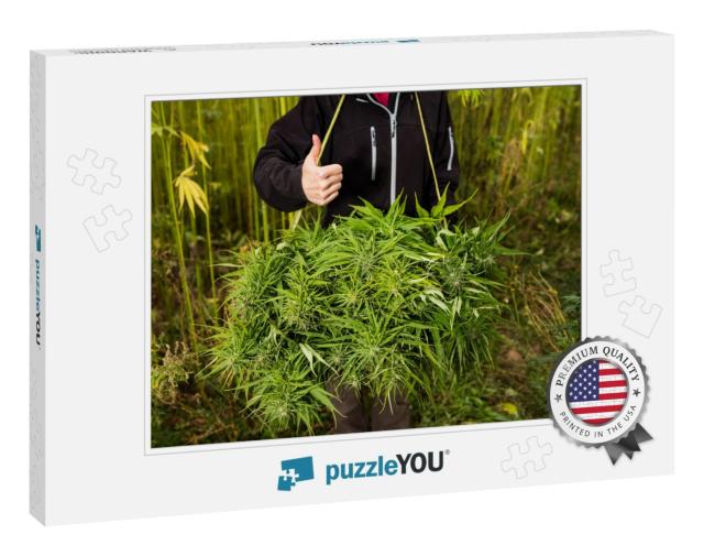 Marijuana Freshly Picked Buds. Woman Holding Box W... Jigsaw Puzzle