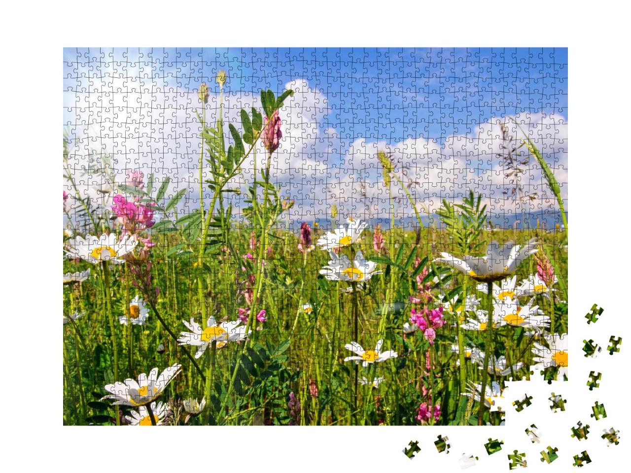 Puzzle 1000 Teile „Blumenwiese im Sommer mit hellen Gänseblümchen“