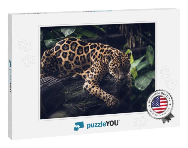Jaguar, Panthera Onca. Beautiful Rosettes that Serve as C... Jigsaw Puzzle