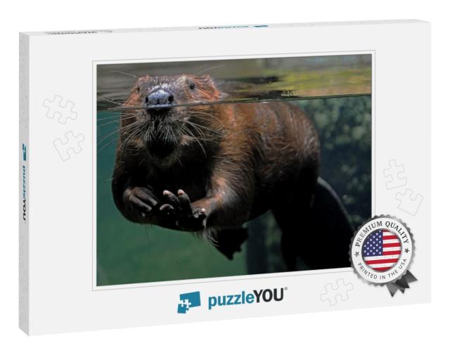 Beaver At the Water Line in a Glass Pool with Its Front P... Jigsaw Puzzle